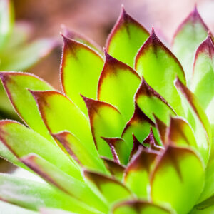 Gel de Aloe Vera Facial